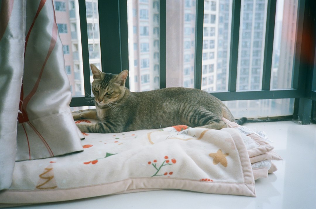 Chat installé confortablement à la maison