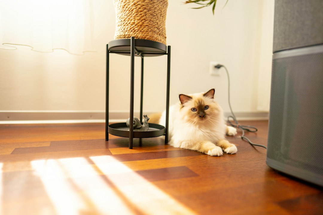 Chat installé dans une maison