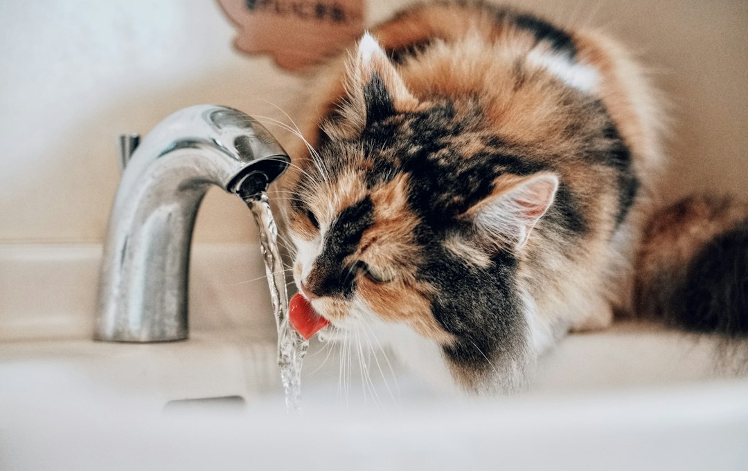 Chat en train de boire de l'eau à la maison