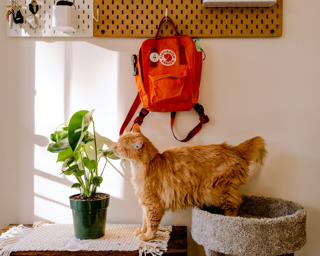Quel bac à litière choisir pour un chat ? Les critères à connaître
