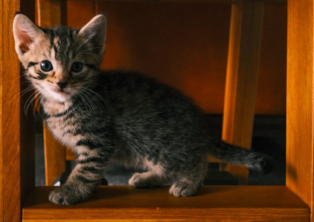 Chaton installé dans son nouvel environnement à la maison