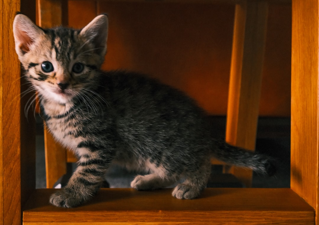 Checklist d’arrivée d’un chaton : les essentiels pour bien démarrer