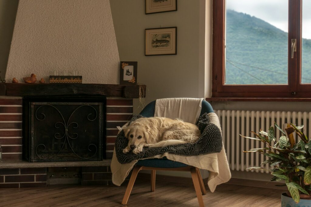 Golden Retriever installé confortablement dans une maison