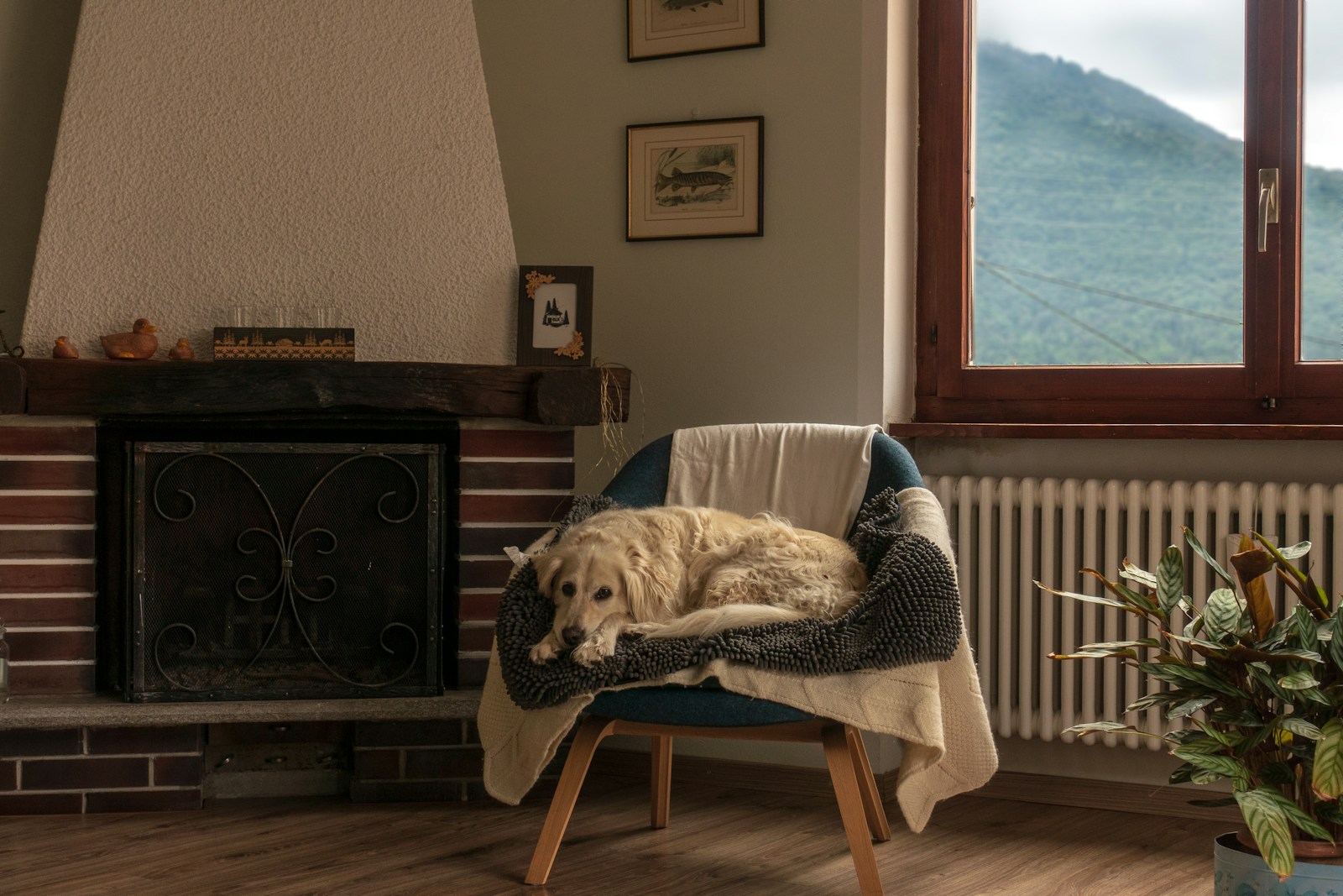 Golden Retriever installé confortablement dans une maison