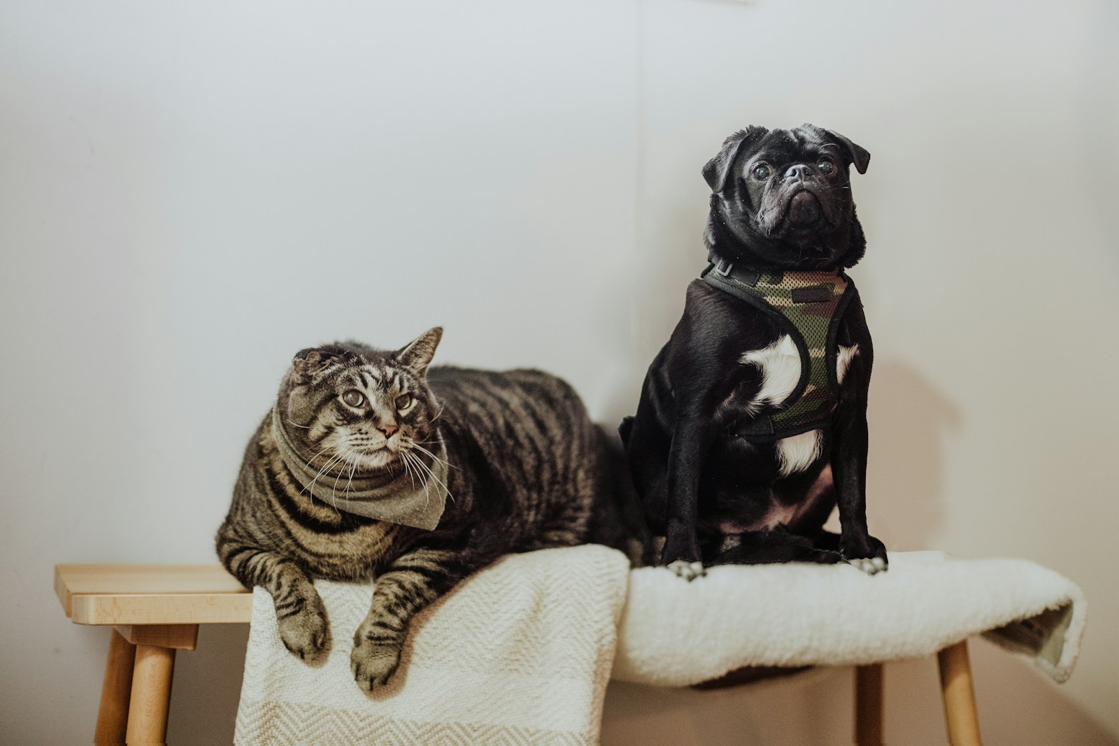 Chien installé sur un textile clair à la maison