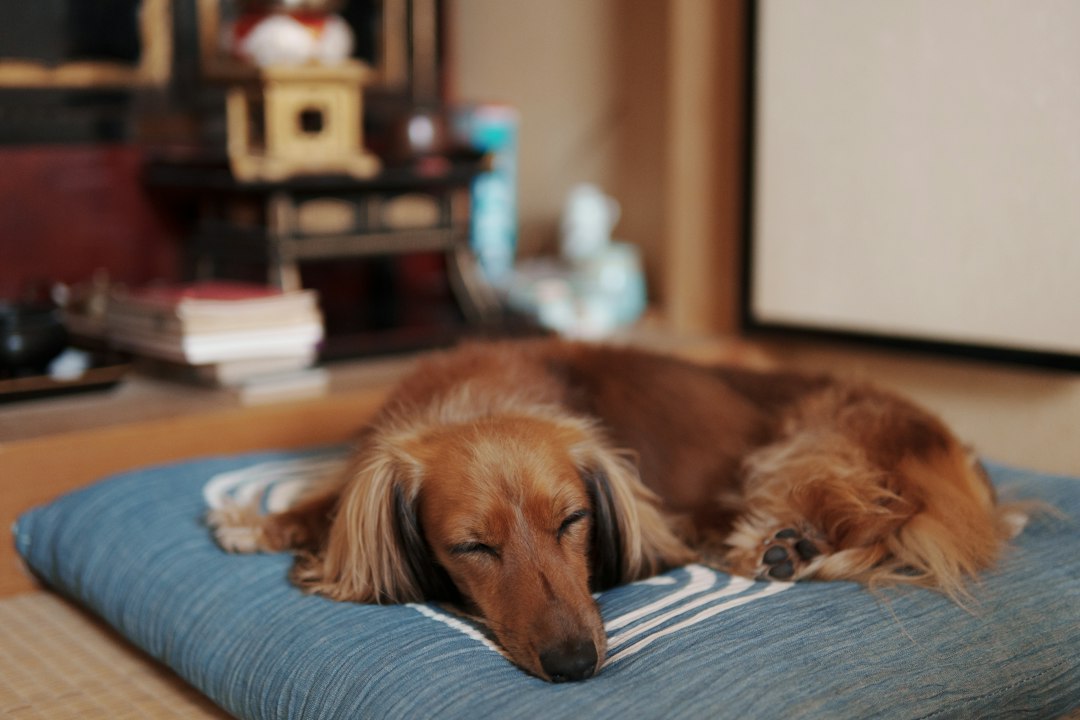 Comment choisir un tapis pour chien ? Taille, matière et erreurs à éviter