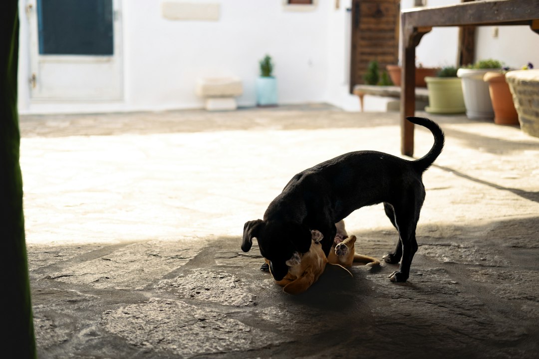 Comment choisir les croquettes de son chien ? Les critères essentiels