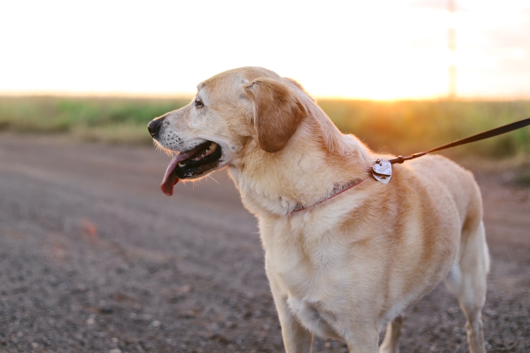 Sac de transport pour petit chien : quels critères vérifier ?
