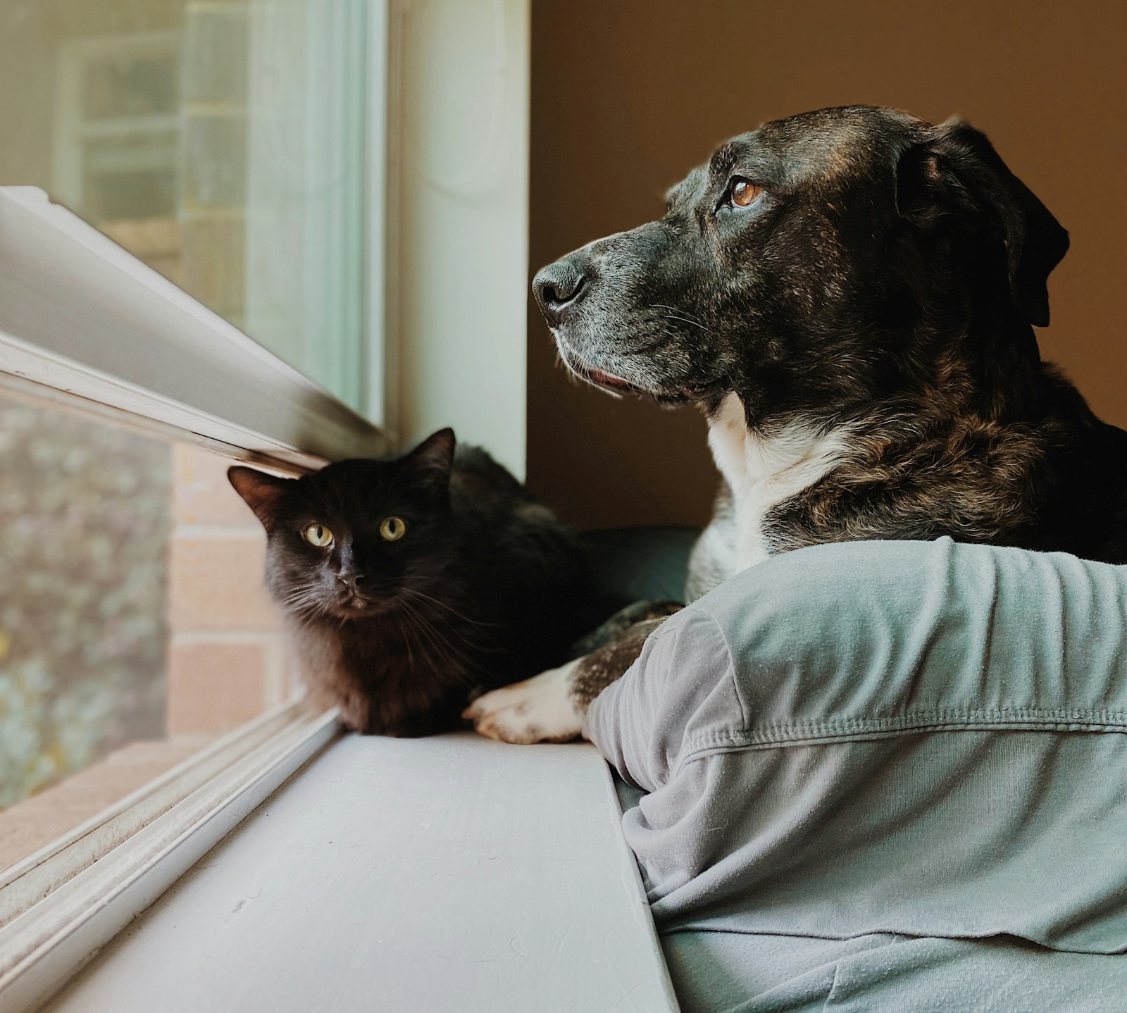 Un chien et un chat regardent par une fenêtre dans une maison lumineuse