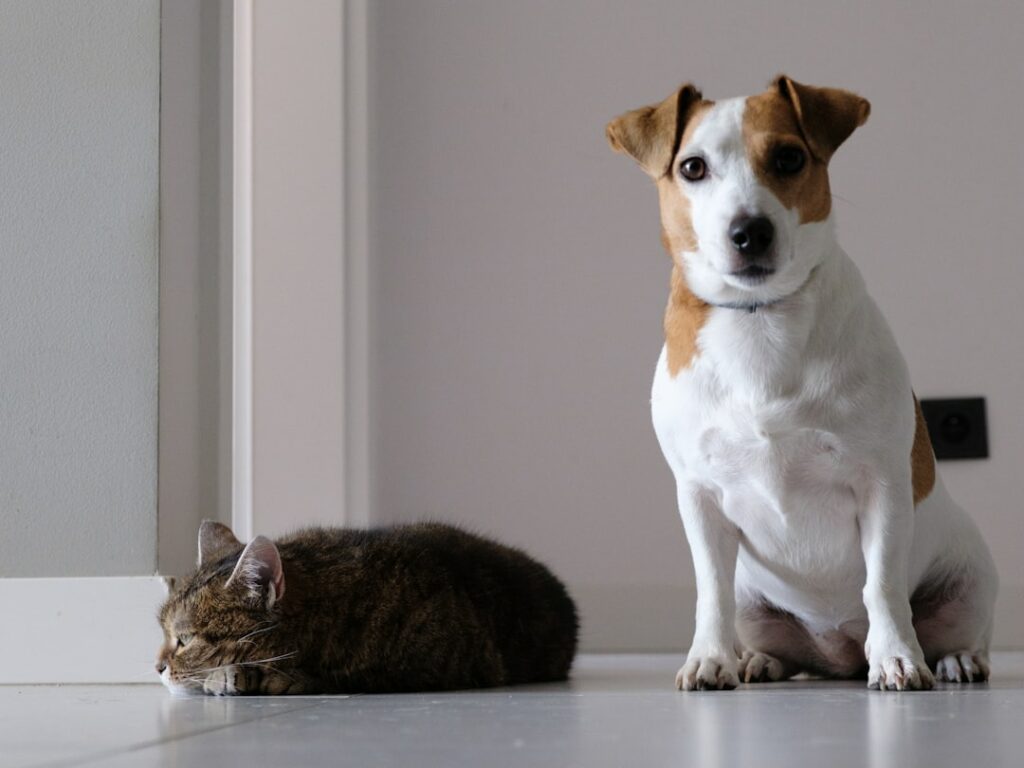 Chien et chat installés ensemble à la maison