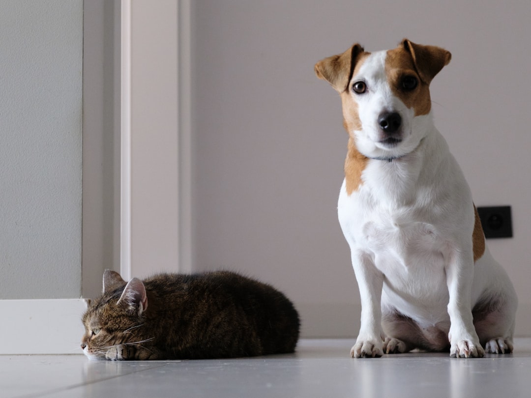 Chien et chat installés ensemble à la maison
