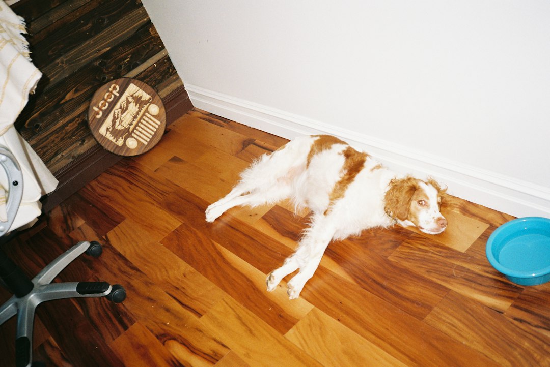 Comment choisir une gamelle pour chien ? Les critères vraiment utiles