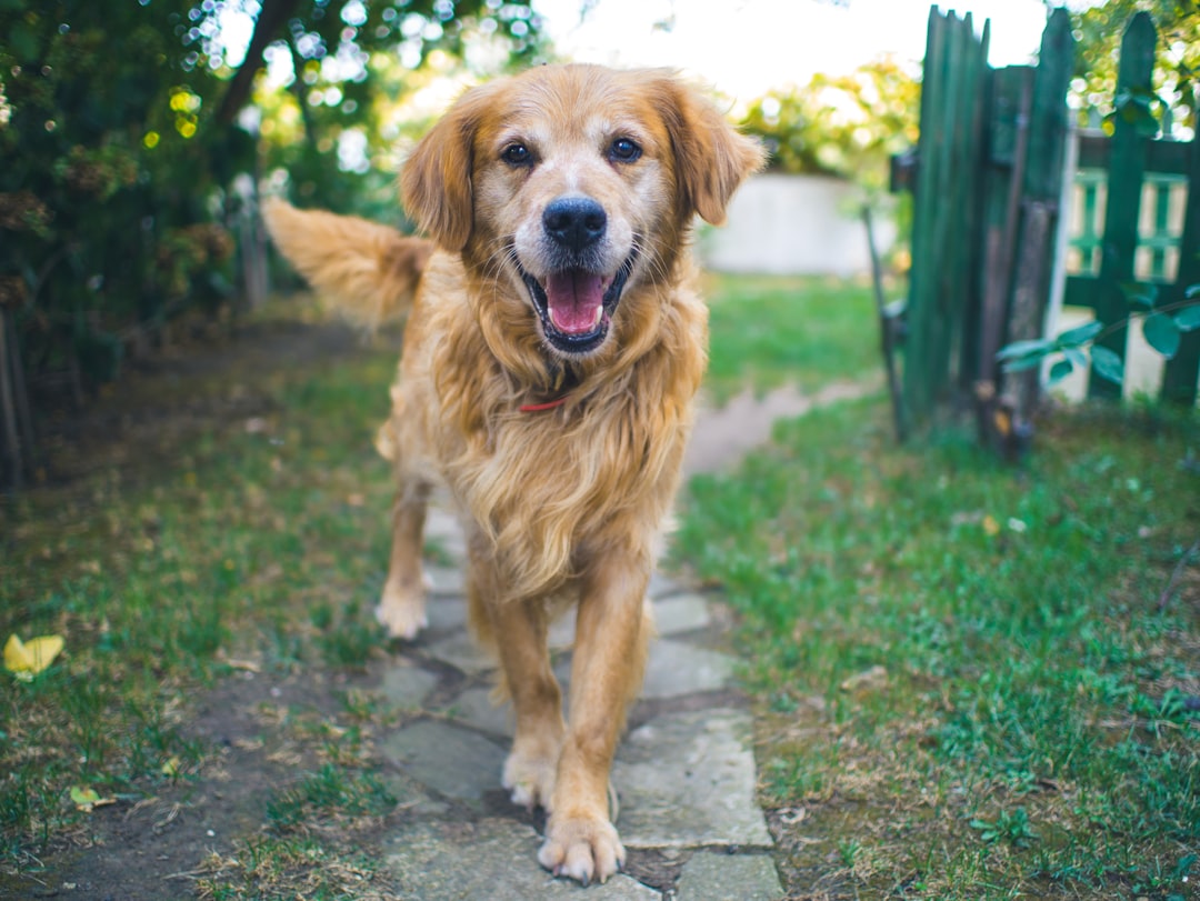 Chien qui tire en laisse : 7 erreurs qui entretiennent le problème