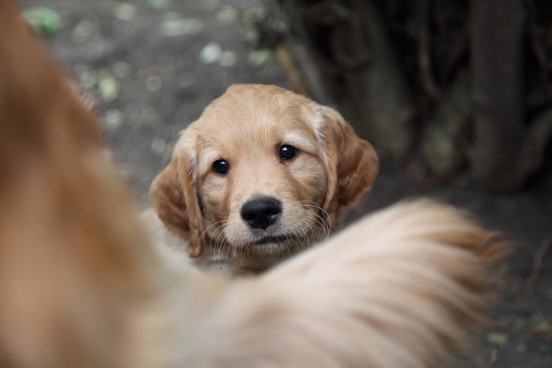 Checklist d’arrivée d’un chiot : tout préparer avant le jour J