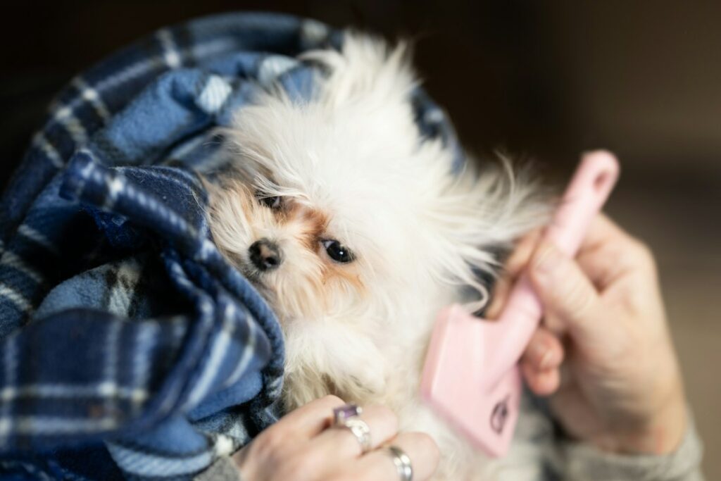 Chien calme pendant une séance de brossage doux