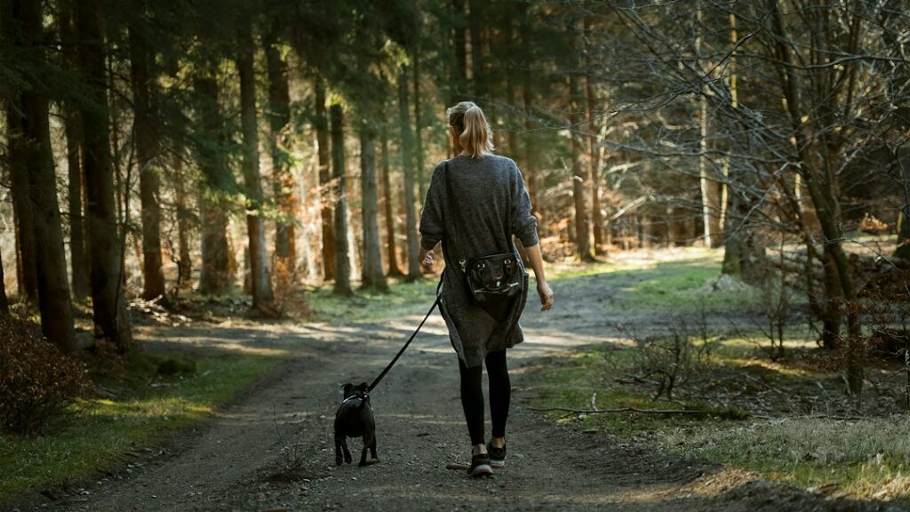 Chien promené en laisse sur un chemin